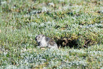 China. Tibet, gray Ochotona on the shores of lake Manasarovar