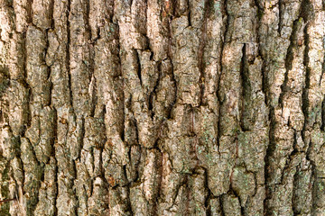 Macro shot of oak tree bark texture can be used for natural background