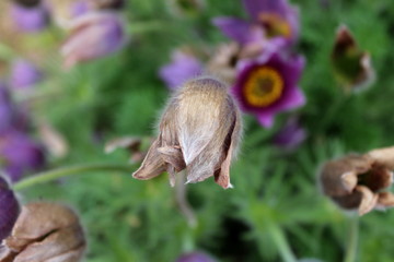 Pulsatilla vulgaris or Pasque flower or Pasqueflower or European pasqueflower or Dane's blood violet flower fully closed in garden on warm sunny spring day