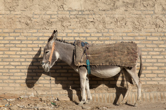 Donkey in Qale No, Sistan and Baluchistan, Iran
