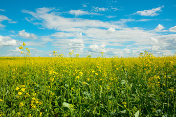 Yellow rapes flowers on the field and blue sky with clouds