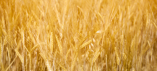 Field of Golden wheat under sky. beautiful