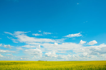 Yellow rapes flowers on the field and blue sky with clouds