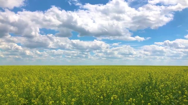 Field of Golden wheat under the blue sky and clouds.