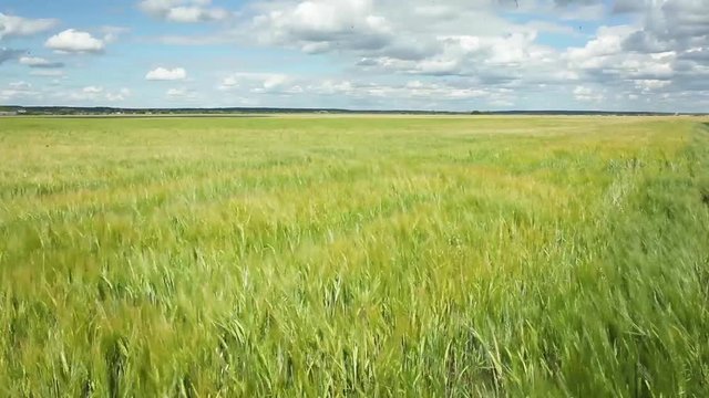 Field of wheat under the blue sky and clouds.