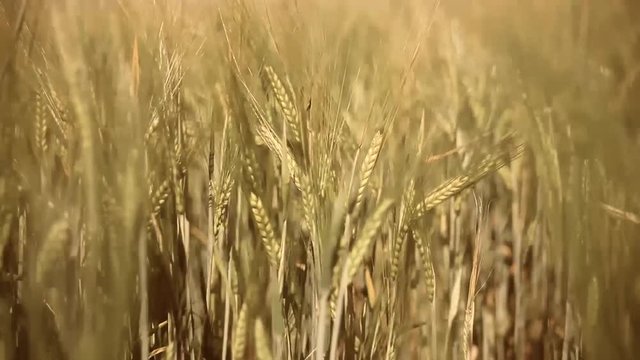 Field of Golden wheat under sky