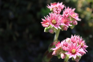 Obraz premium Flower