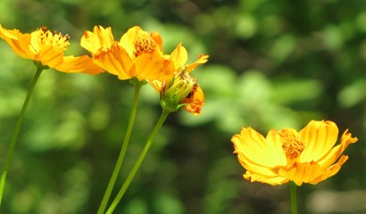 Obraz premium Sun Smile