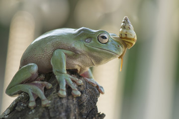 Snail and Frog