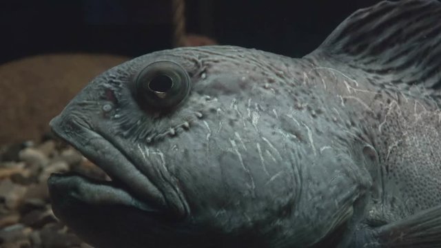 Seewolf, Anarrhichthys ocellatus , Seewolfauge