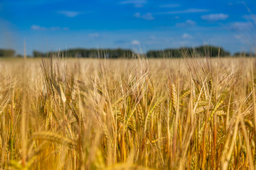 Harvest. Wheat field. Ukrainian flag  