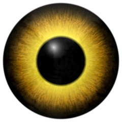 Animal yellow eye, 3d eyeballs with black fringe and white background