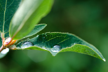 drops of dew on a leaf