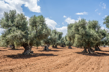 Olive trees plantation in Salento, Italy