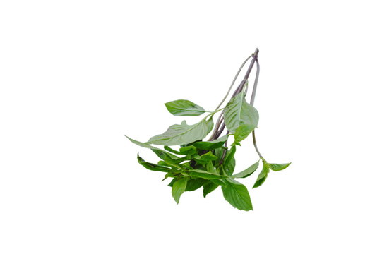 fresh basil leaf tropical herb and food ingredient on white background