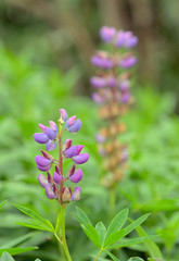 Lupine flower in the botanical garden