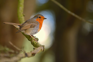 Cute little robin bird on brunch