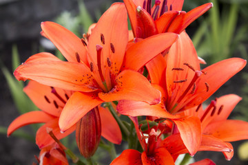 Photo of exotic flower of orange lilie . Close-up view © Oxana