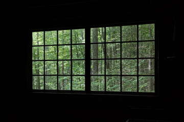 View into the forest thru an old wooden window