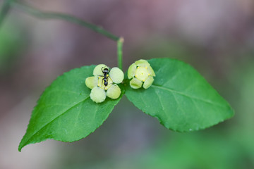 Hearts-a-bustin' flowers and leaves with ant closeup