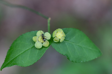 Hearts-a-bustin' flowers and leaves with ant closeup