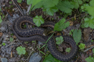 Fototapeta premium Eastern Milk Snake small brown snake coiled up on forest floor