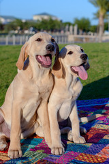 Lab Mix Puppies