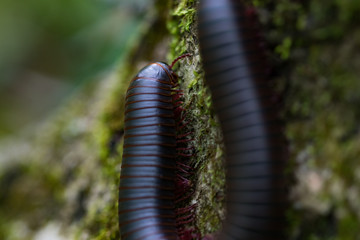 Brown millipede on a rock close-up
