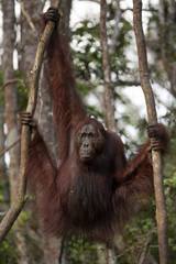 Juvenile orangutan in Indonesia