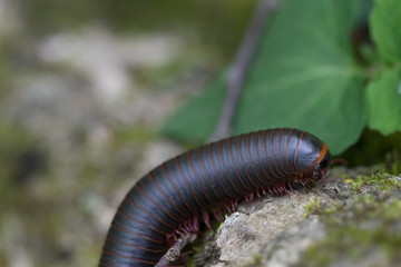 Brown millipede on a rock close-up