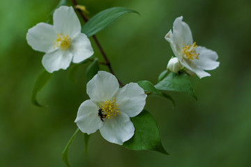 Fototapeta na wymiar Mountain Camellia flower and bee close-up