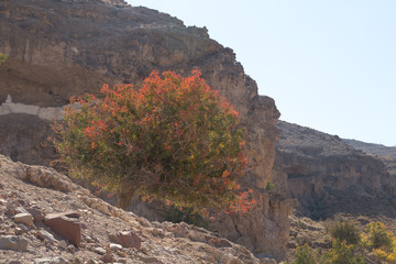 Obraz premium Pistacia atlantica, Sistan and Baluchistan, Iran