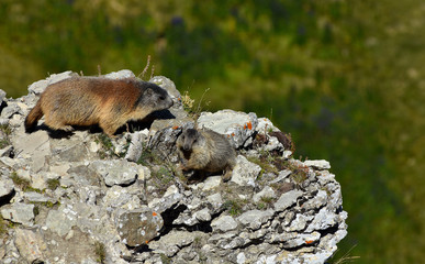 Alpenmurmeltier; marmota marmota; Dolomiten; Naturpark Puez-Geisler