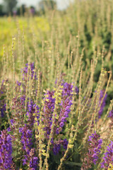 Outdoor flower garden hyacinth salvia purple flowers