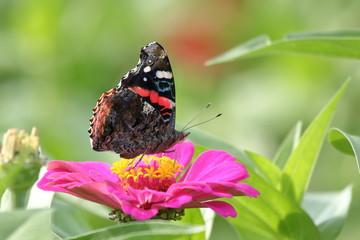 A Red Admiral Butterfly feeds on a pink Zinnia blossom in the flower garden.