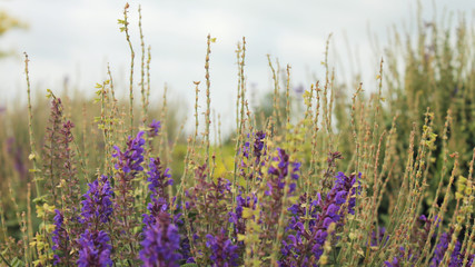Obraz premium Purple flower garden closeup