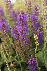 Obraz premium Purple flower hyacinth salvia with green leaves outdoor in nature