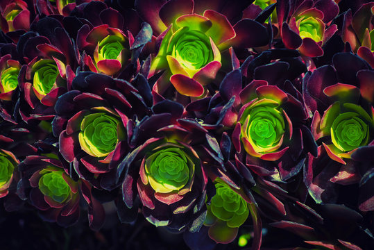 Close-up of aeonium succulents