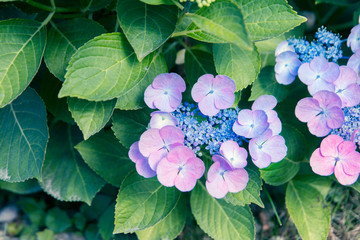 hortensia flower and foliage