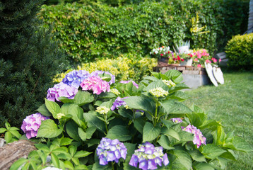 hortensia flowers in garden