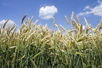 Photo of wheat field and blue cloudy sky on sunny day