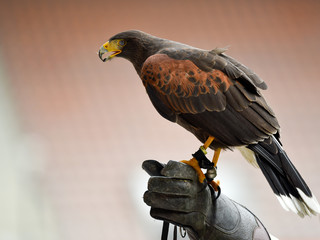 Harris' hawk on the falconer's hand.