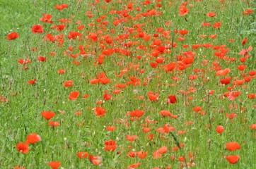 Champ de coquelicots en Bretagne, France