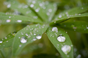 Rain drops on the leaves macro