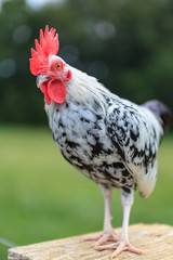 The Speckled Chicken