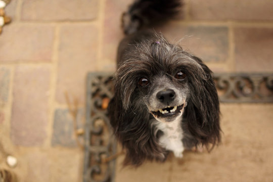 Overhead view of a Chinese Crested Chihuahua dog