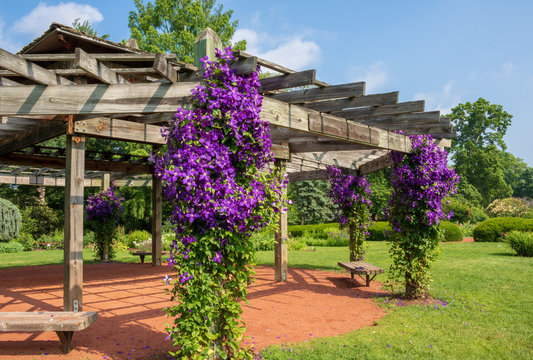 Clematis "Jackmanii" in bloom on the columns of a pavilion