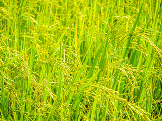 Fototapeta premium Abstract nature background. Pattern of ear rice or paddy.