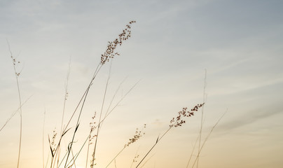 beautiful landscape flower in sunset, samui