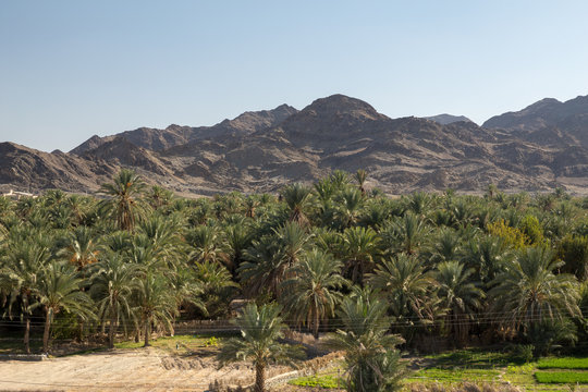 Palm Tree in Nahouk, Saravan, Sistan and Baluchistan, Iran